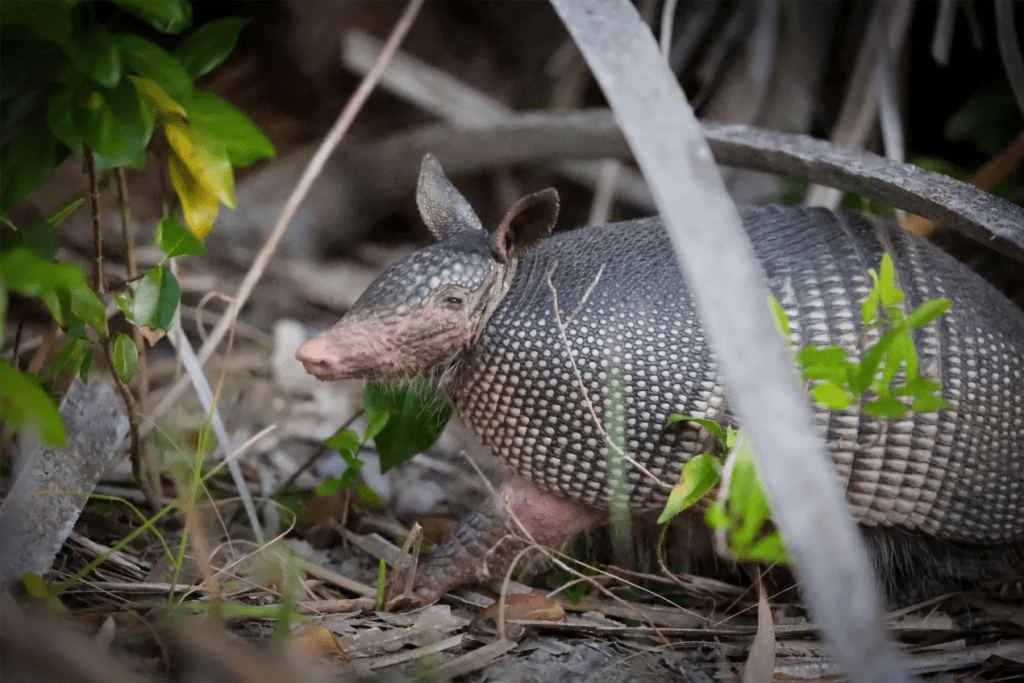 The Case of the Armadillo: Is It Spreading Leprosy in Florida?