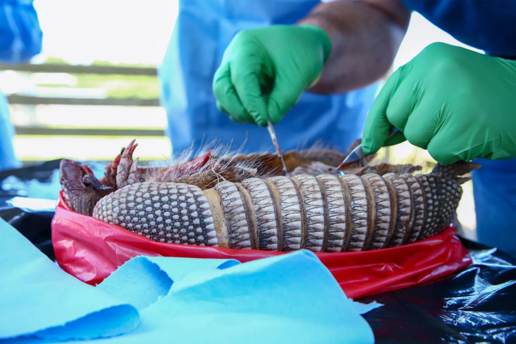 The Case of the Armadillo: Is It Spreading Leprosy in Florida?