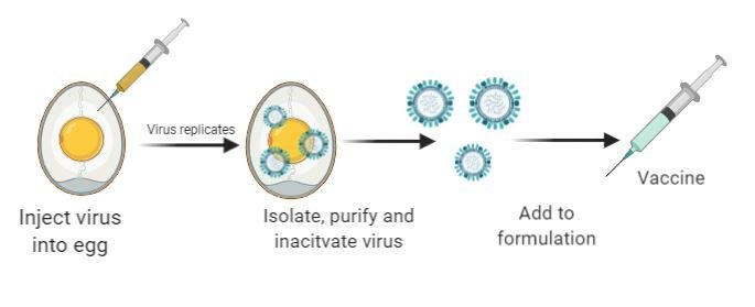 Egg-based influenza vaccine development process